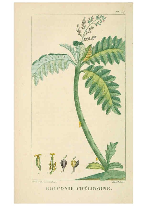 Reproducción/Reproduction 6004855449: Flore pittoresque et médicale des Antilles v.1 Paris Pichard,1821-1829