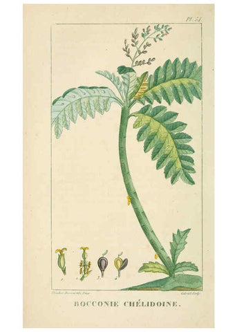 Reproducción/Reproduction 6004855449: Flore pittoresque et médicale des Antilles v.1 Paris Pichard,1821-1829