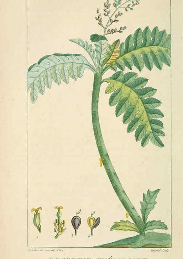 Reproducción/Reproduction 6004855449: Flore pittoresque et médicale des Antilles v.1 Paris Pichard,1821-1829
