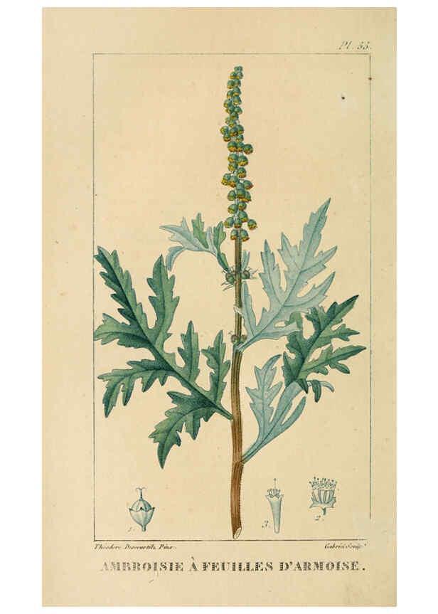 Reproducción/Reproduction 6005400942: Flore pittoresque et médicale des Antilles v.1 Paris Pichard,1821-1829