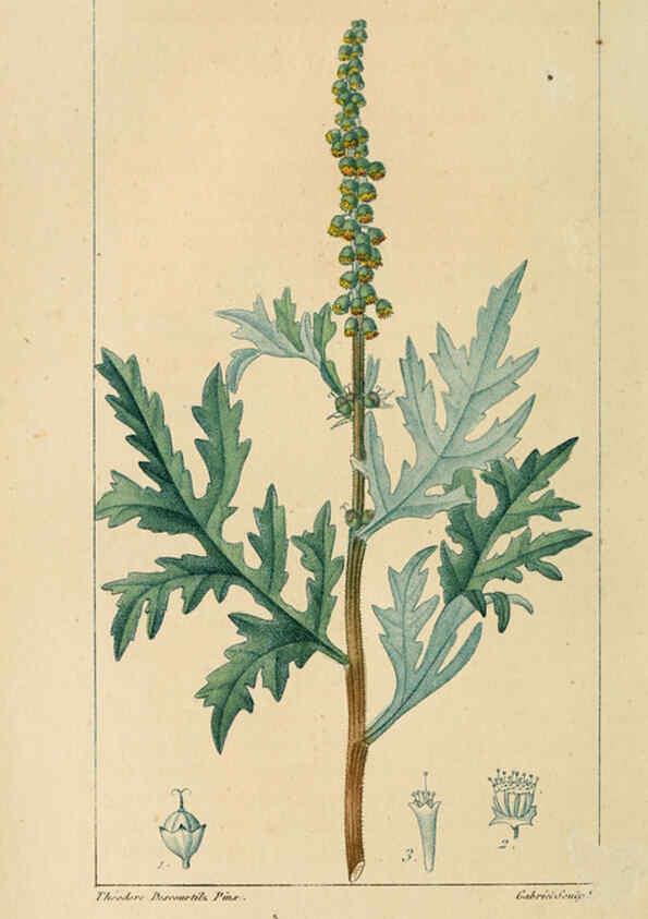 Reproducción/Reproduction 6005400942: Flore pittoresque et médicale des Antilles v.1 Paris Pichard,1821-1829