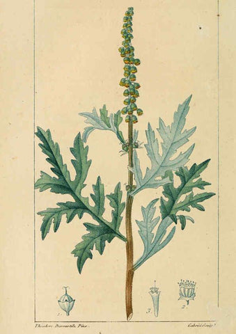 Reproducción/Reproduction 6005400942: Flore pittoresque et médicale des Antilles v.1 Paris Pichard,1821-1829