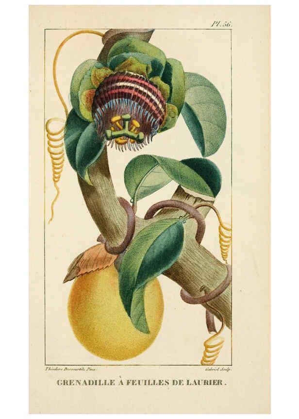 Reproducción/Reproduction 6004856175: Flore pittoresque et médicale des Antilles v.1 Paris Pichard,1821-1829