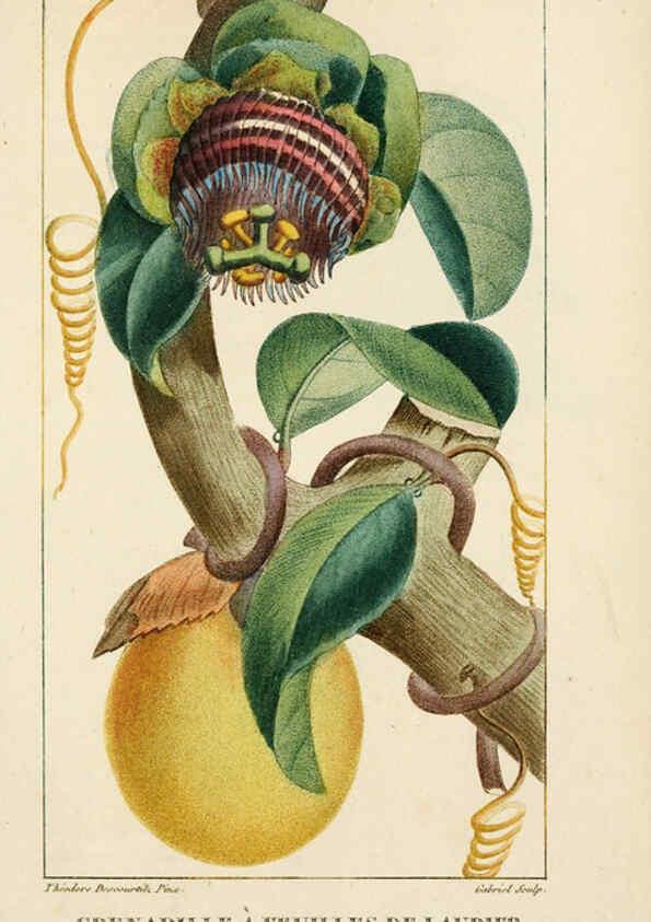 Reproducción/Reproduction 6004856175: Flore pittoresque et médicale des Antilles v.1 Paris Pichard,1821-1829