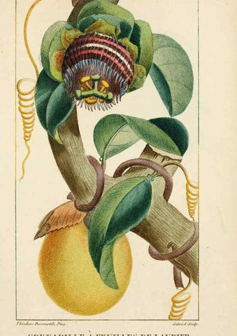 Reproducción/Reproduction 6004856175: Flore pittoresque et médicale des Antilles v.1 Paris Pichard,1821-1829