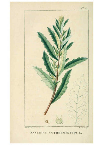 Reproducción/Reproduction 6004856359: Flore pittoresque et médicale des Antilles v.1 Paris Pichard,1821-1829