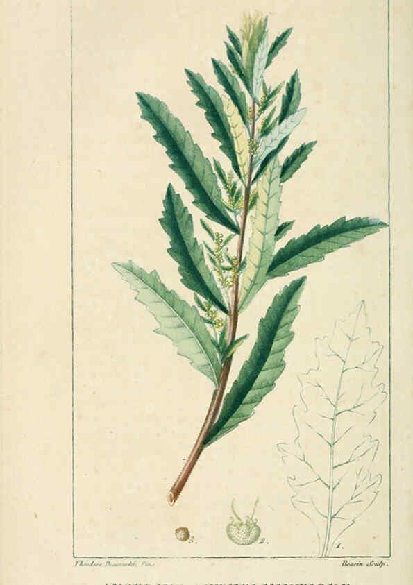 Reproducción/Reproduction 6004856359: Flore pittoresque et médicale des Antilles v.1 Paris Pichard,1821-1829