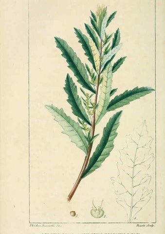 Reproducción/Reproduction 6004856359: Flore pittoresque et médicale des Antilles v.1 Paris Pichard,1821-1829
