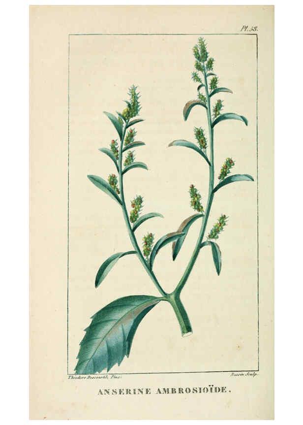 Reproducción/Reproduction 6005401746: Flore pittoresque et médicale des Antilles v.1 Paris Pichard,1821-1829