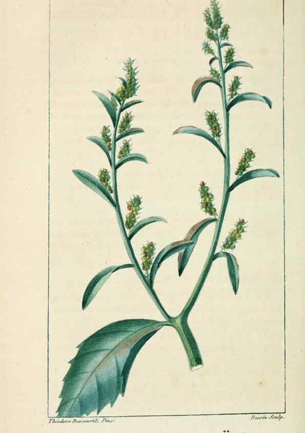 Reproducción/Reproduction 6005401746: Flore pittoresque et médicale des Antilles v.1 Paris Pichard,1821-1829