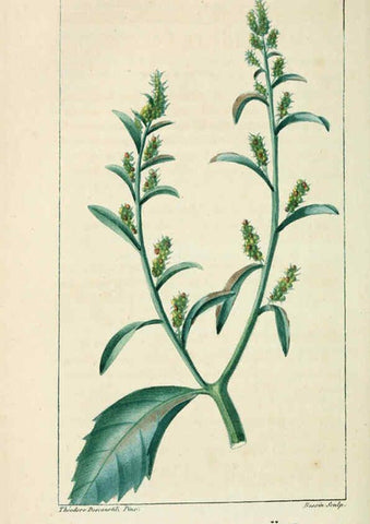 Reproducción/Reproduction 6005401746: Flore pittoresque et médicale des Antilles v.1 Paris Pichard,1821-1829