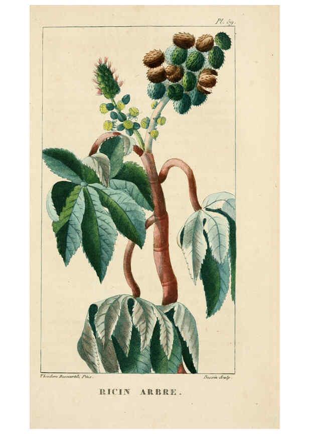 Reproducción/Reproduction 6005401968: Flore pittoresque et médicale des Antilles v.1 Paris Pichard,1821-1829