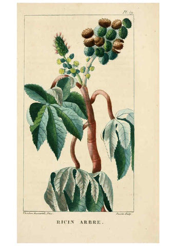 Reproducción/Reproduction 6005401968: Flore pittoresque et médicale des Antilles v.1 Paris Pichard,1821-1829
