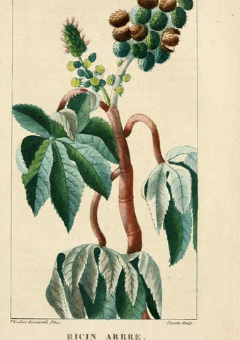 Reproducción/Reproduction 6005401968: Flore pittoresque et médicale des Antilles v.1 Paris Pichard,1821-1829