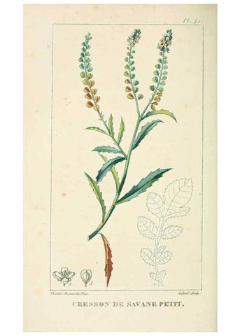 Reproducción/Reproduction 6005397746: Flore pittoresque et médicale des Antilles v.1 Paris Pichard,1821-1829