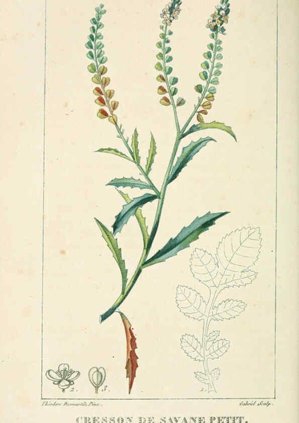 Reproducción/Reproduction 6005397746: Flore pittoresque et médicale des Antilles v.1 Paris Pichard,1821-1829
