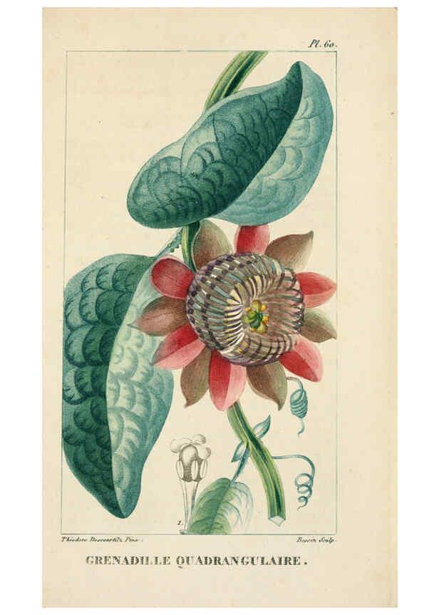 Reproducción/Reproduction 6004857073: Flore pittoresque et médicale des Antilles v.1 Paris Pichard,1821-1829