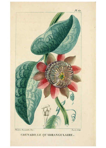 Reproducción/Reproduction 6004857073: Flore pittoresque et médicale des Antilles v.1 Paris Pichard,1821-1829