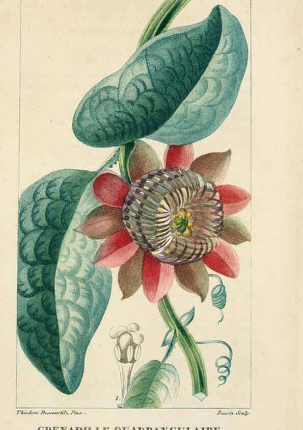 Reproducción/Reproduction 6004857073: Flore pittoresque et médicale des Antilles v.1 Paris Pichard,1821-1829