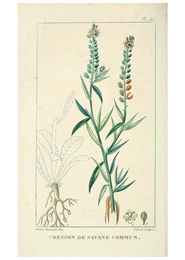 Reproducción/Reproduction 6005397460: Flore pittoresque et médicale des Antilles v.1 Paris Pichard,1821-1829