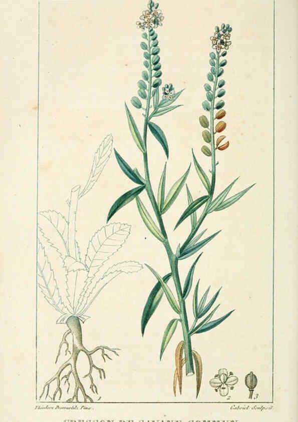 Reproducción/Reproduction 6005397460: Flore pittoresque et médicale des Antilles v.1 Paris Pichard,1821-1829