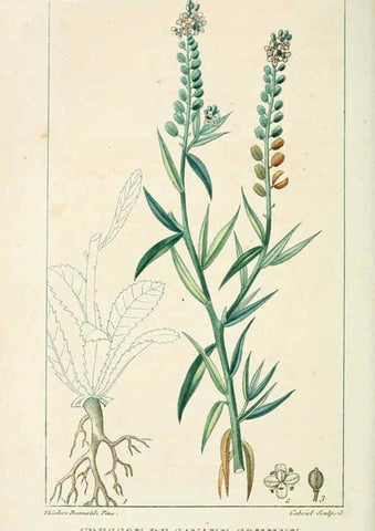 Reproducción/Reproduction 6005397460: Flore pittoresque et médicale des Antilles v.1 Paris Pichard,1821-1829