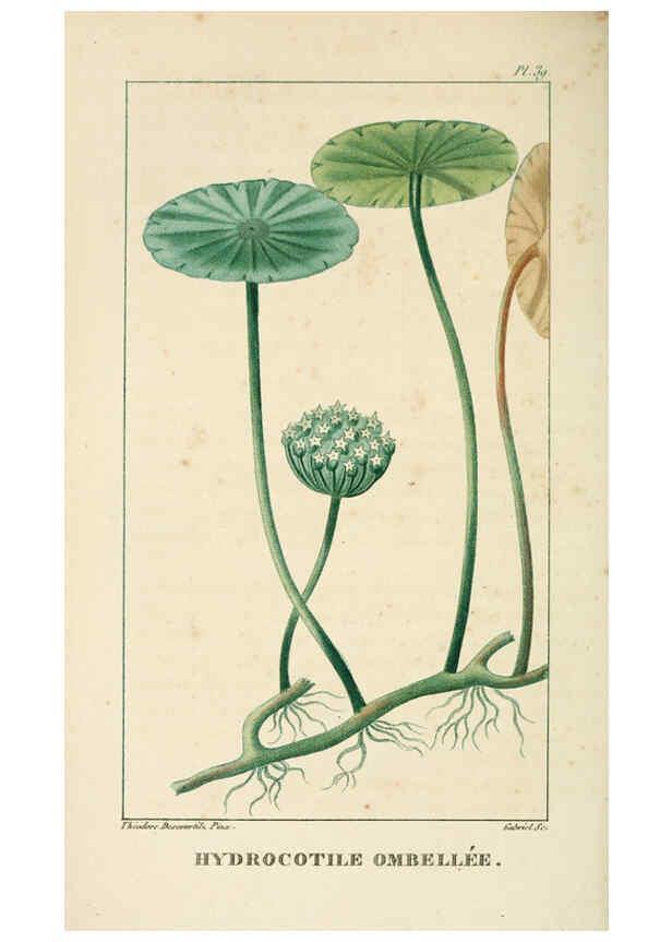 Reproducción/Reproduction 6004852205: Flore pittoresque et médicale des Antilles v.1 Paris Pichard,1821-1829