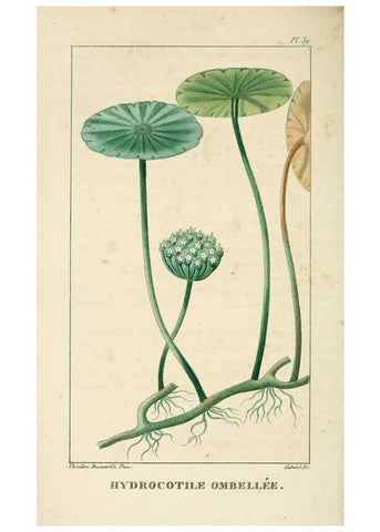 Reproducción/Reproduction 6004852205: Flore pittoresque et médicale des Antilles v.1 Paris Pichard,1821-1829
