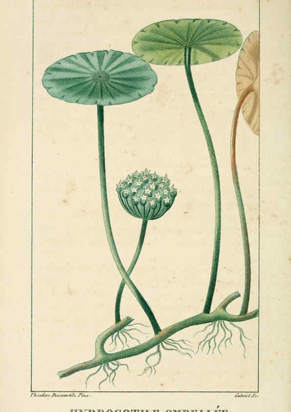 Reproducción/Reproduction 6004852205: Flore pittoresque et médicale des Antilles v.1 Paris Pichard,1821-1829