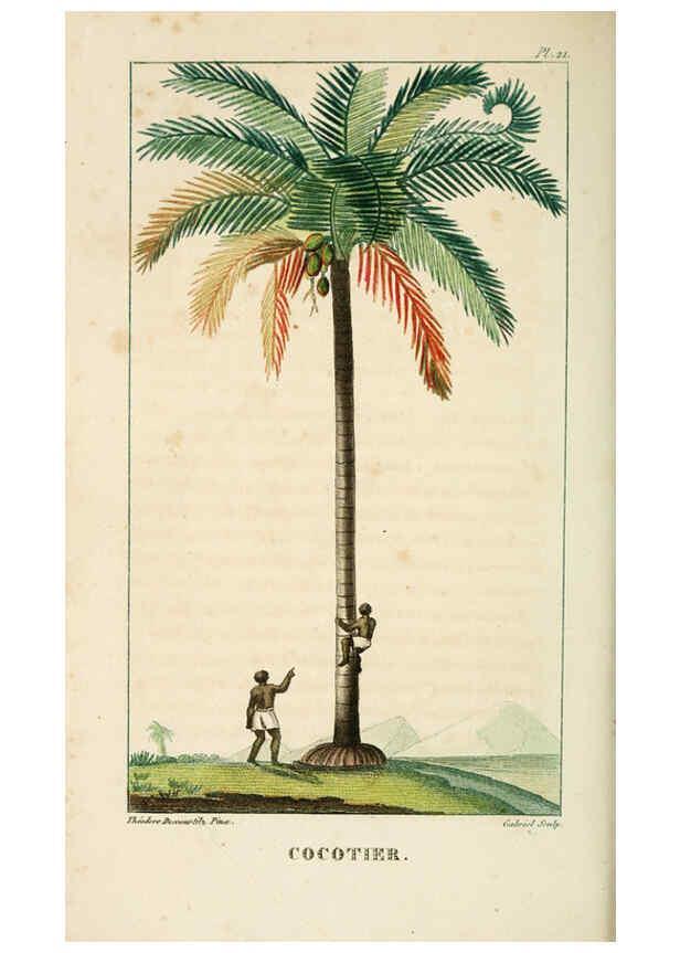 Reproducción/Reproduction 6004848009: Flore pittoresque et médicale des Antilles v.1 Paris Pichard,1821-1829