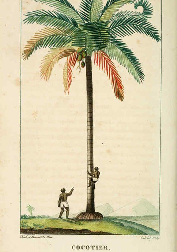Reproducción/Reproduction 6004848009: Flore pittoresque et médicale des Antilles v.1 Paris Pichard,1821-1829
