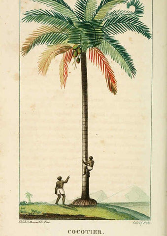 Reproducción/Reproduction 6004848009: Flore pittoresque et médicale des Antilles v.1 Paris Pichard,1821-1829
