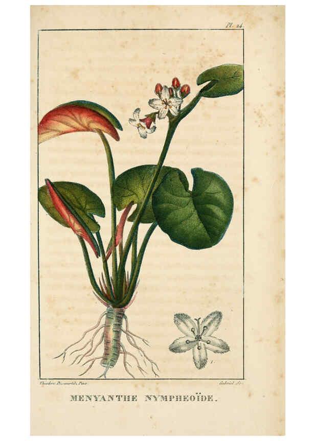 Reproducción/Reproduction 6004848303: Flore pittoresque et médicale des Antilles v.1 Paris Pichard,1821-1829