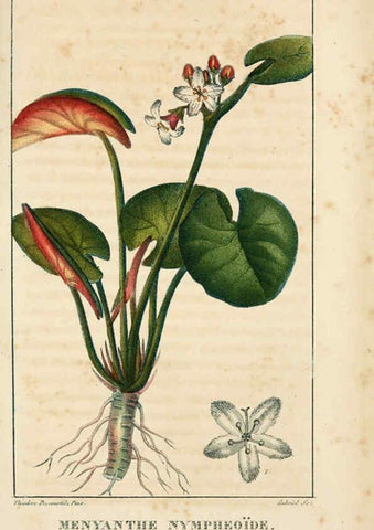 Reproducción/Reproduction 6004848303: Flore pittoresque et médicale des Antilles v.1 Paris Pichard,1821-1829