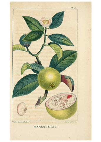 Reproducción/Reproduction 6004848579: Flore pittoresque et médicale des Antilles v.1 Paris Pichard,1821-1829