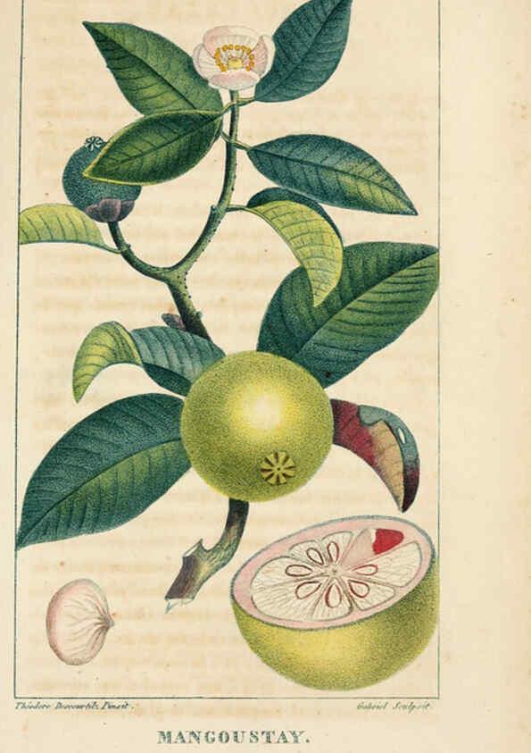 Reproducción/Reproduction 6004848579: Flore pittoresque et médicale des Antilles v.1 Paris Pichard,1821-1829