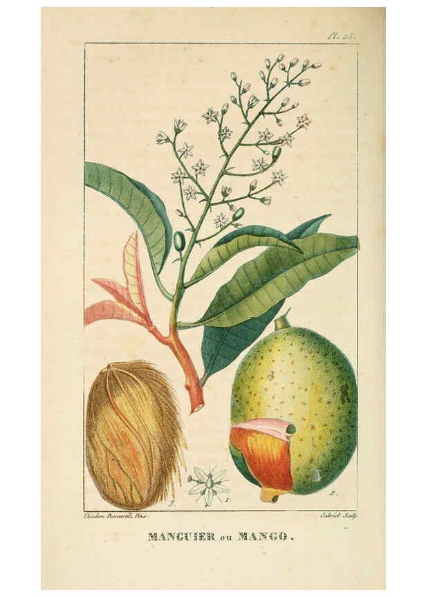Reproducción/Reproduction 6004848823: Flore pittoresque et médicale des Antilles v.1 Paris Pichard,1821-1829