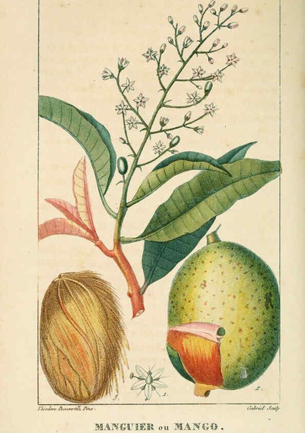 Reproducción/Reproduction 6004848823: Flore pittoresque et médicale des Antilles v.1 Paris Pichard,1821-1829