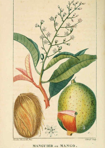 Reproducción/Reproduction 6004848823: Flore pittoresque et médicale des Antilles v.1 Paris Pichard,1821-1829