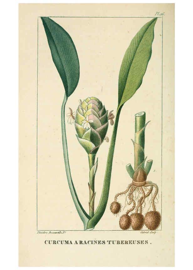 Reproducción/Reproduction 6004849123: Flore pittoresque et médicale des Antilles v.1 Paris Pichard,1821-1829