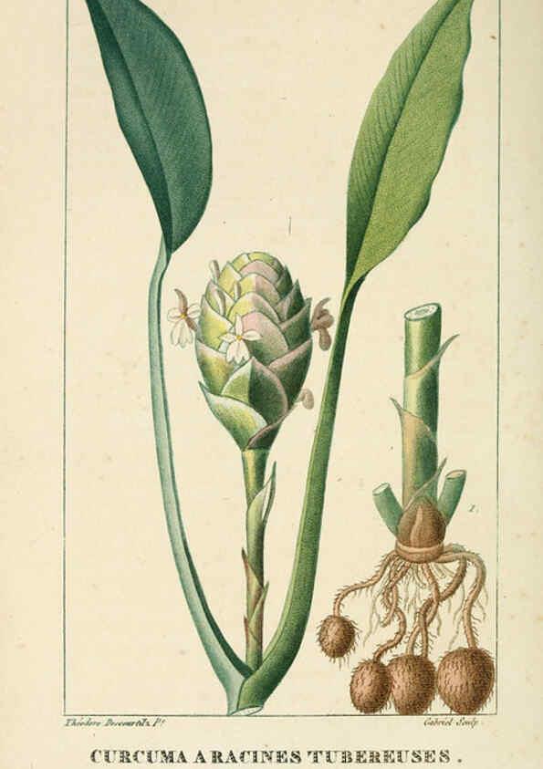 Reproducción/Reproduction 6004849123: Flore pittoresque et médicale des Antilles v.1 Paris Pichard,1821-1829