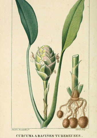 Reproducción/Reproduction 6004849123: Flore pittoresque et médicale des Antilles v.1 Paris Pichard,1821-1829