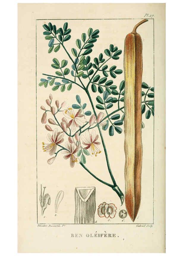 Reproducción/Reproduction 6005394240: Flore pittoresque et médicale des Antilles v.1 Paris Pichard,1821-1829