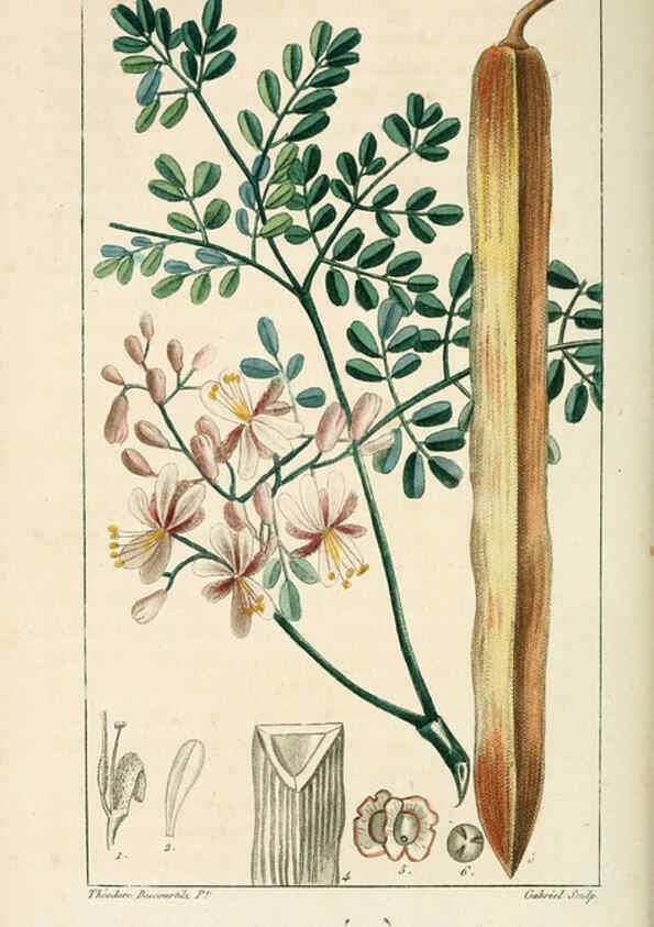 Reproducción/Reproduction 6005394240: Flore pittoresque et médicale des Antilles v.1 Paris Pichard,1821-1829
