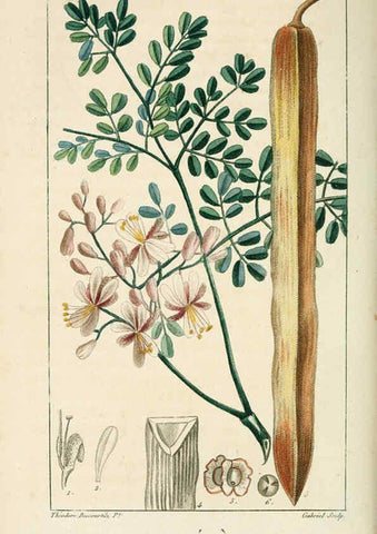 Reproducción/Reproduction 6005394240: Flore pittoresque et médicale des Antilles v.1 Paris Pichard,1821-1829