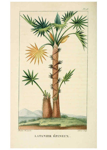 Reproducción/Reproduction 6005394406: Flore pittoresque et médicale des Antilles v.1 Paris Pichard,1821-1829