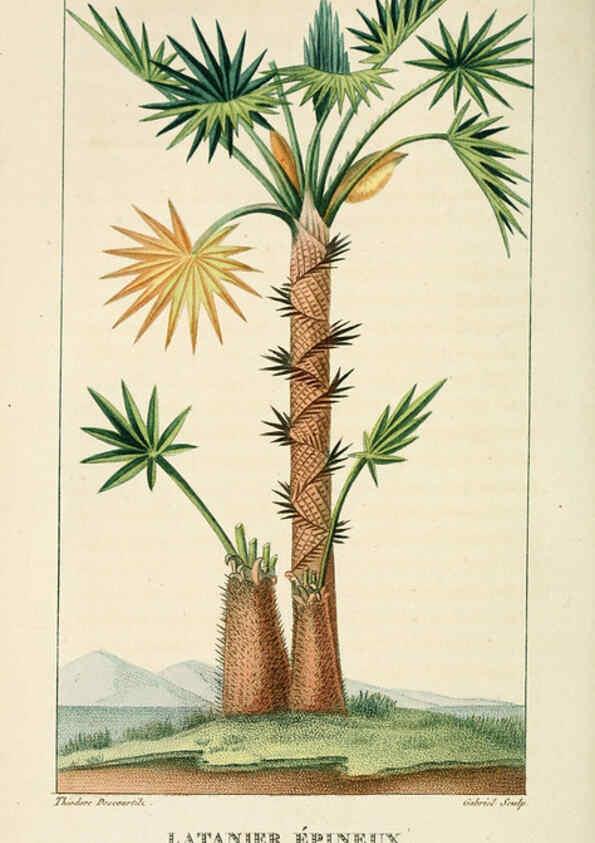 Reproducción/Reproduction 6005394406: Flore pittoresque et médicale des Antilles v.1 Paris Pichard,1821-1829