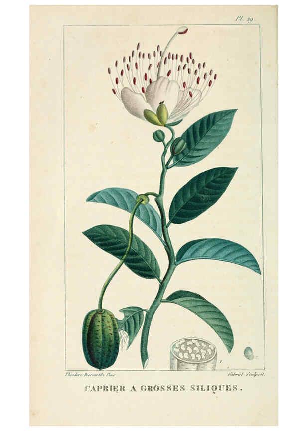 Reproducción/Reproduction 6004849649: Flore pittoresque et médicale des Antilles v.1 Paris Pichard,1821-1829