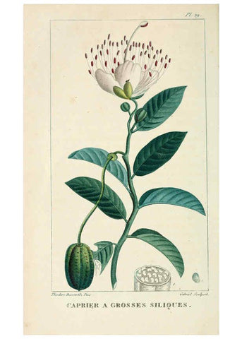 Reproducción/Reproduction 6004849649: Flore pittoresque et médicale des Antilles v.1 Paris Pichard,1821-1829