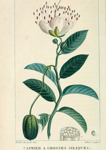 Reproducción/Reproduction 6004849649: Flore pittoresque et médicale des Antilles v.1 Paris Pichard,1821-1829